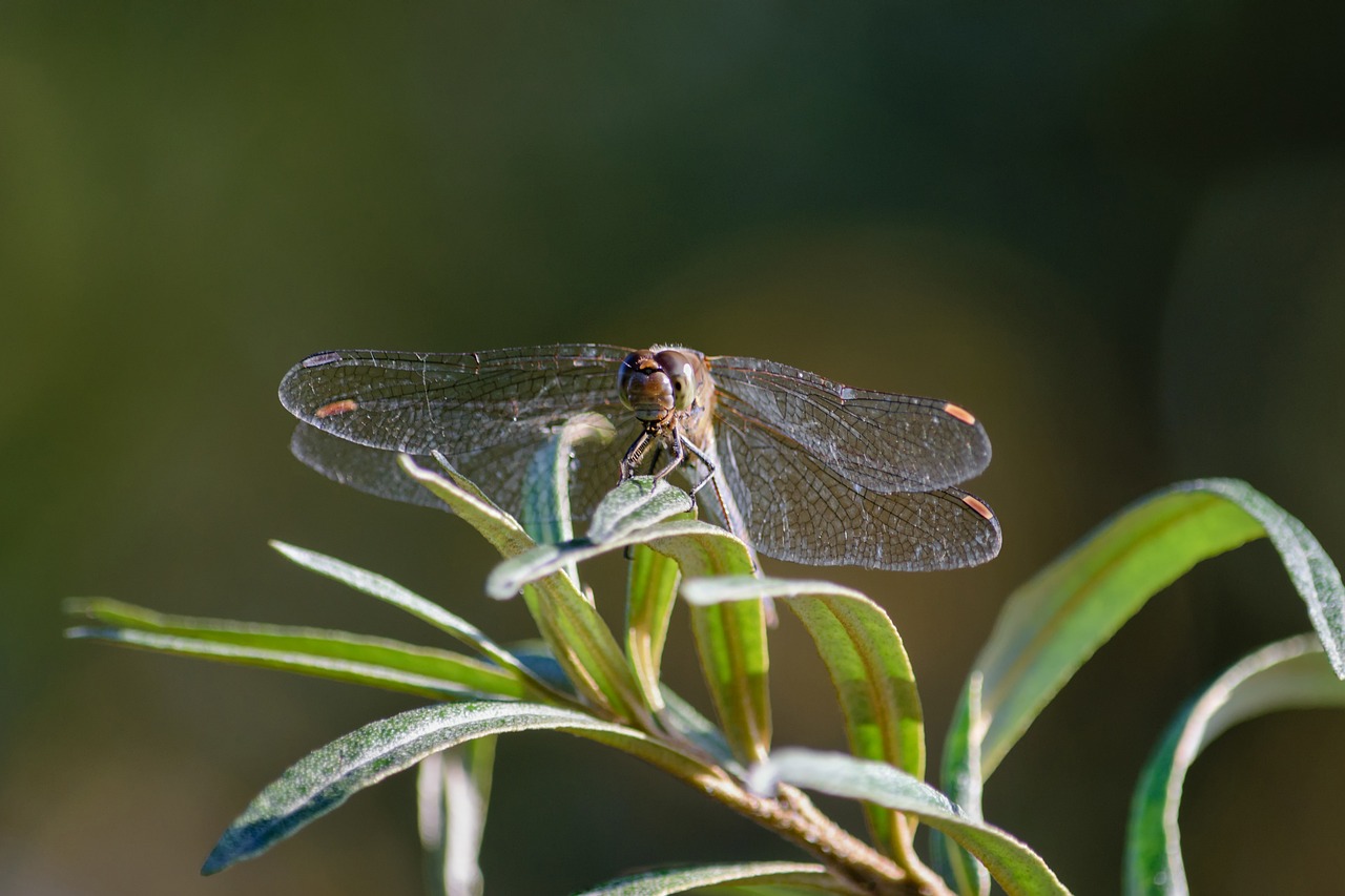 dragonfly insect close free photo