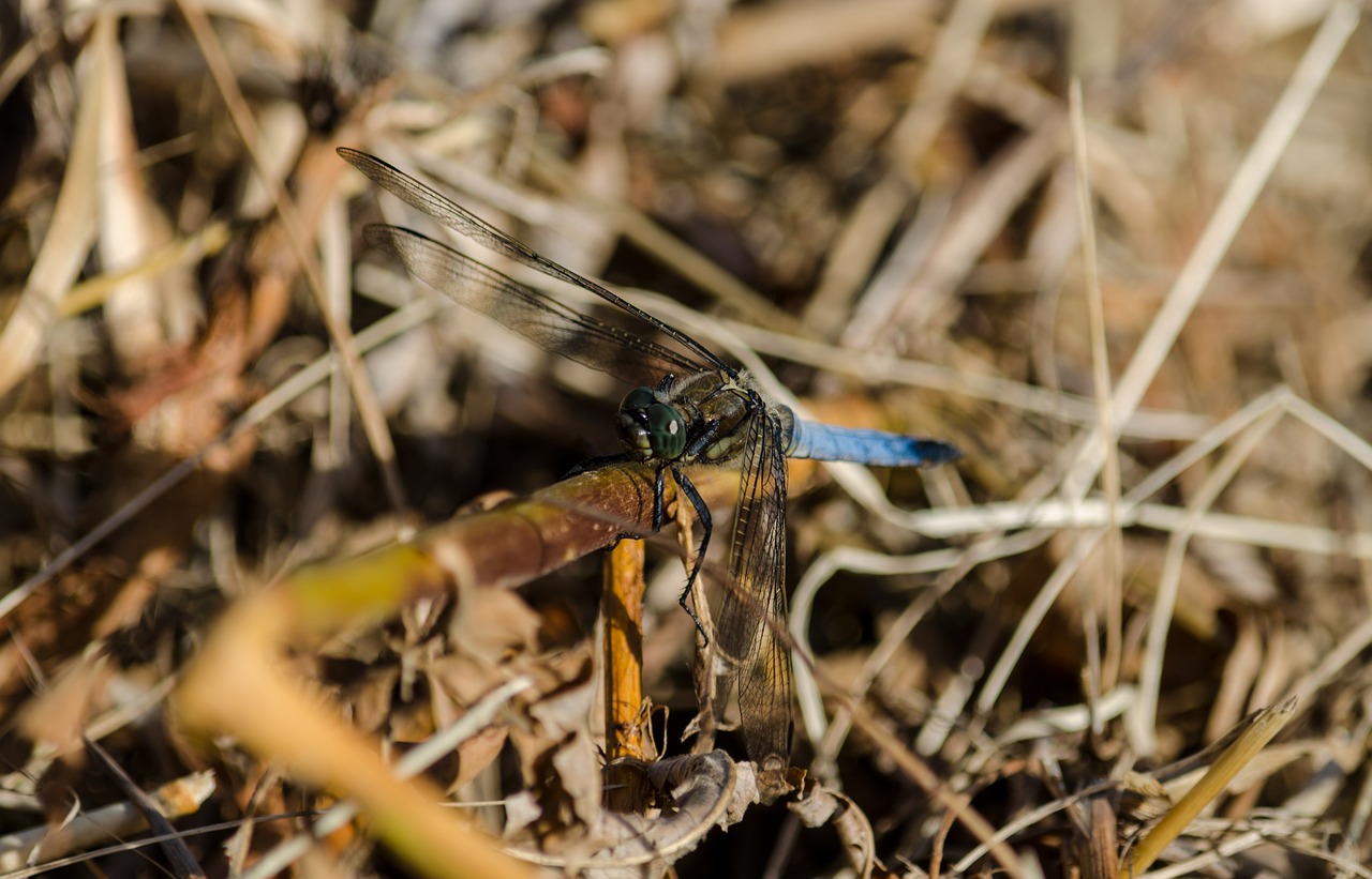dragonfly large wildlife photography free photo