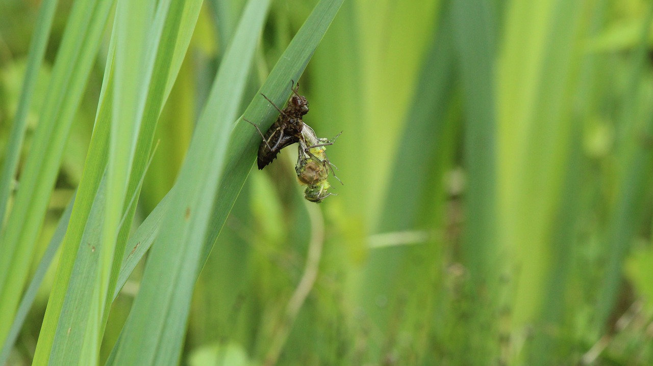 dragonfly close garden pond free photo