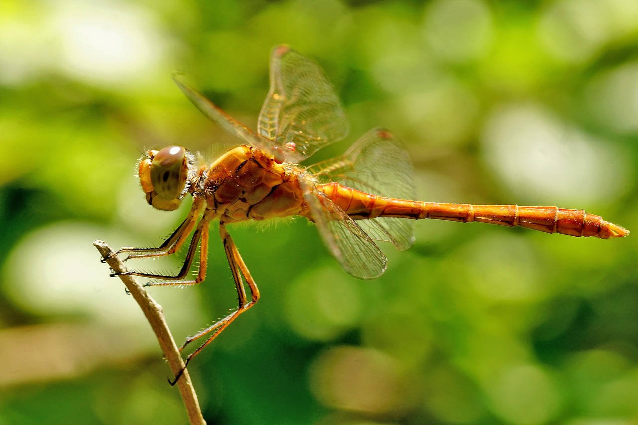 dragonfly insect flight insect free photo