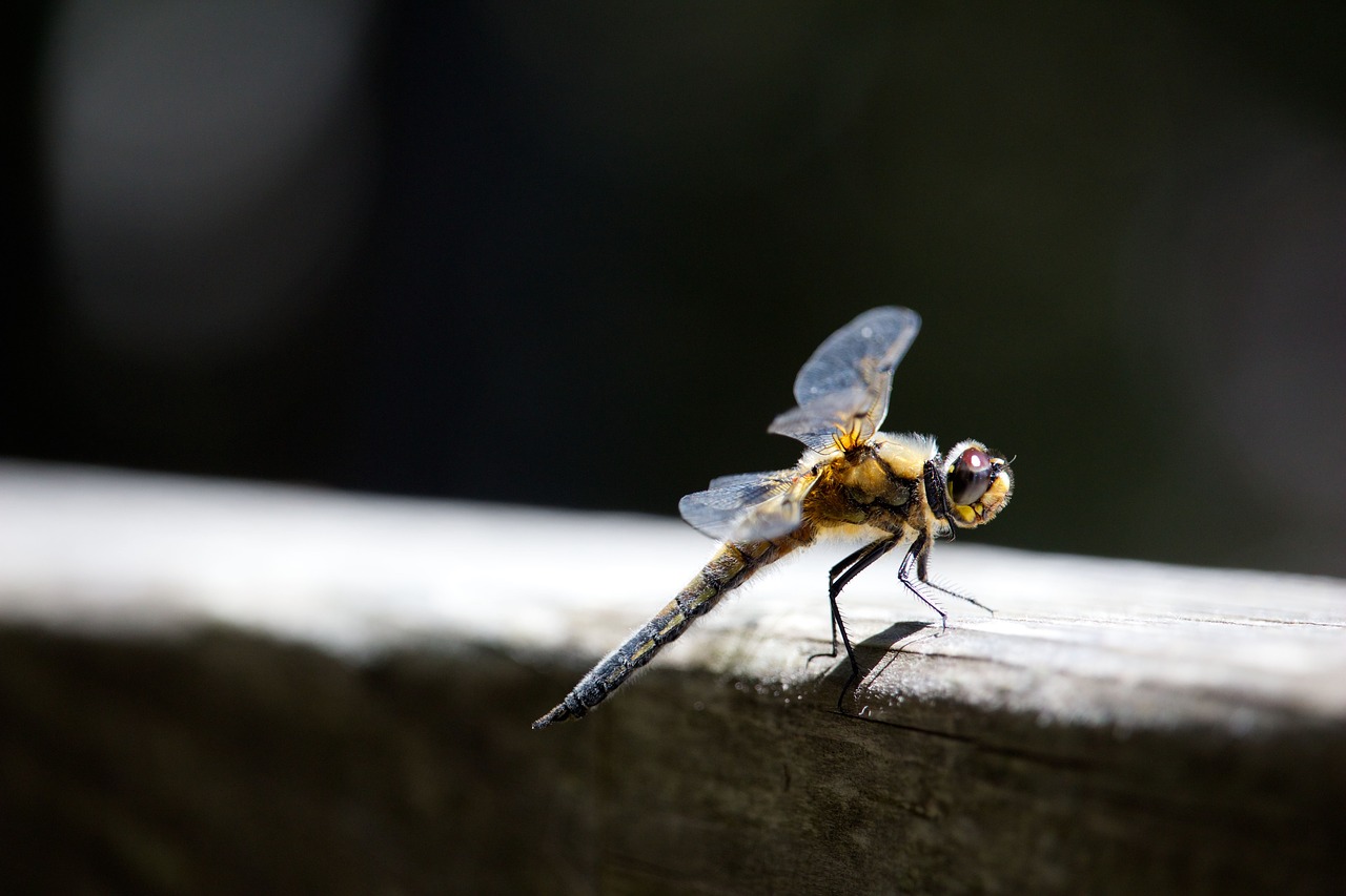 dragonfly close plow insect free photo