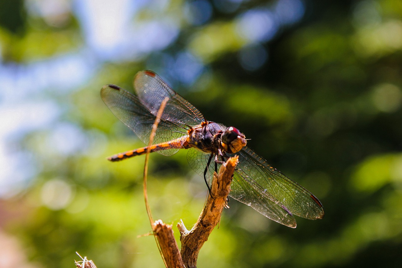 dragonfly natural nature free photo