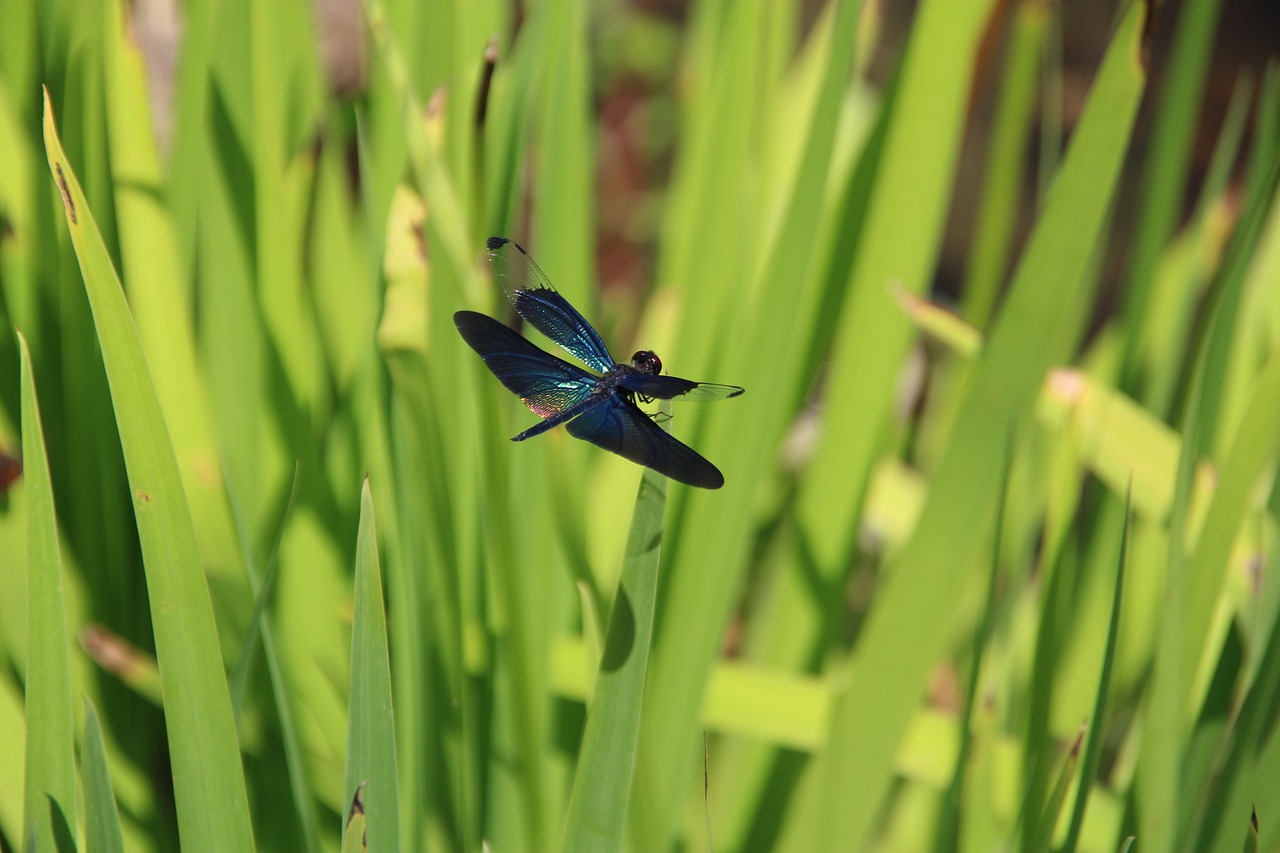 dragonfly insect summer free photo