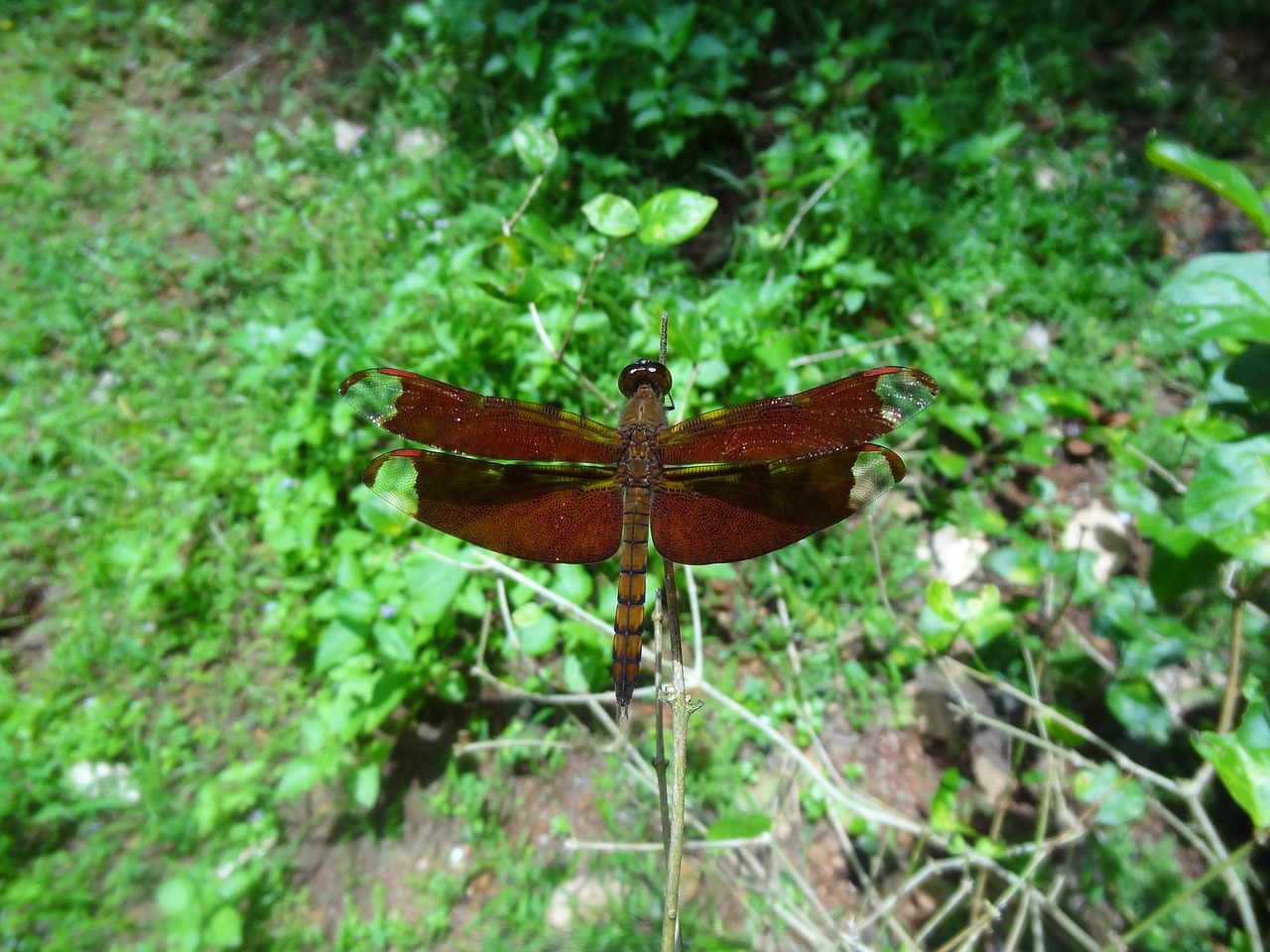 dragonfly brown animal free photo