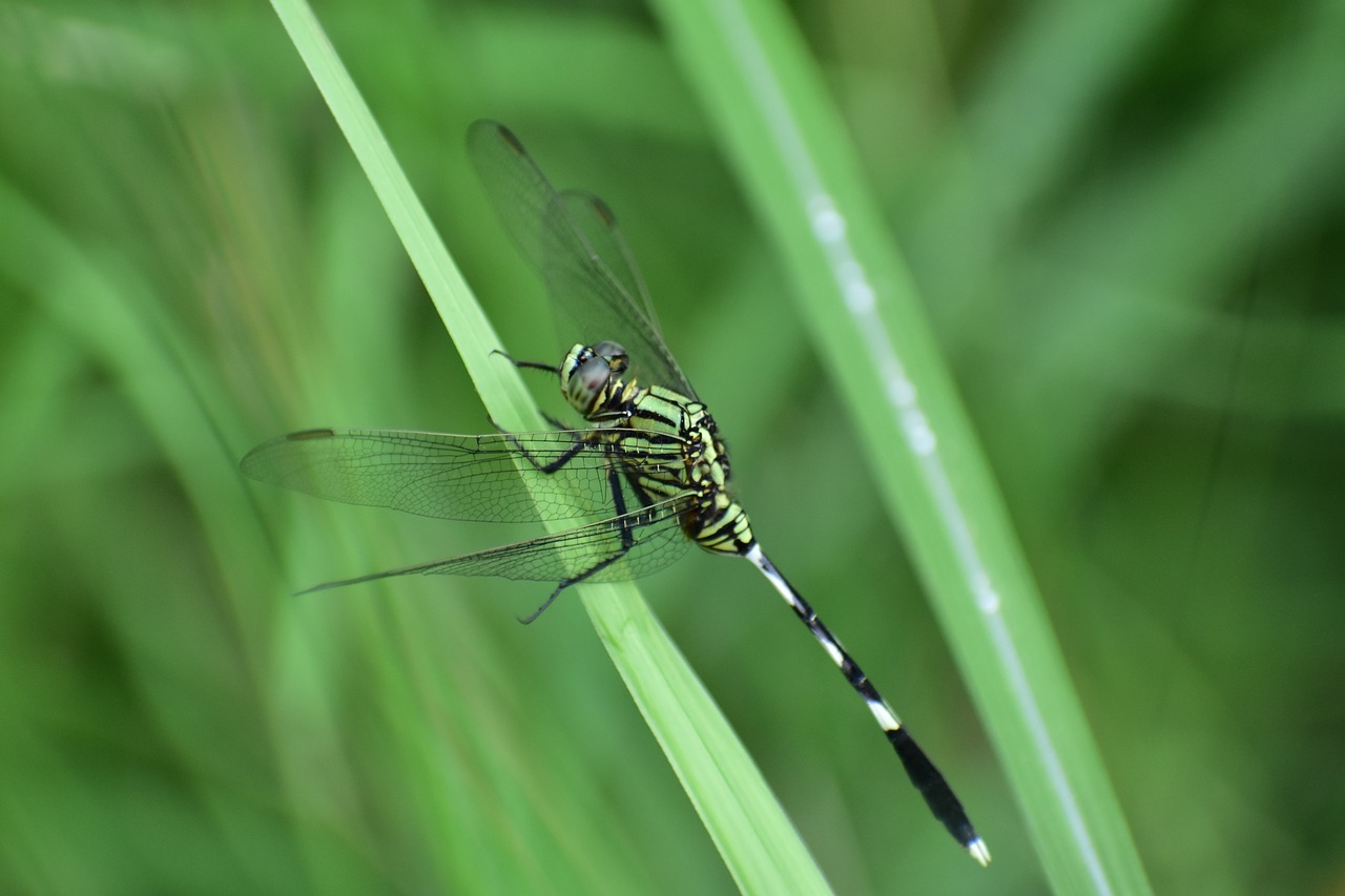 dragonfly insect predatory insect free photo
