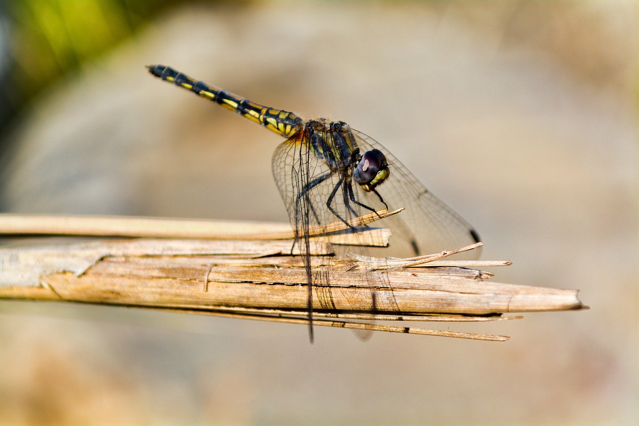 dragonfly noon resting free photo