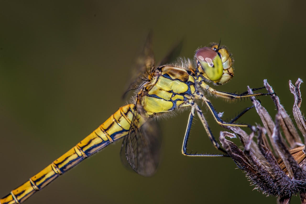 dragonfly flower wing free photo