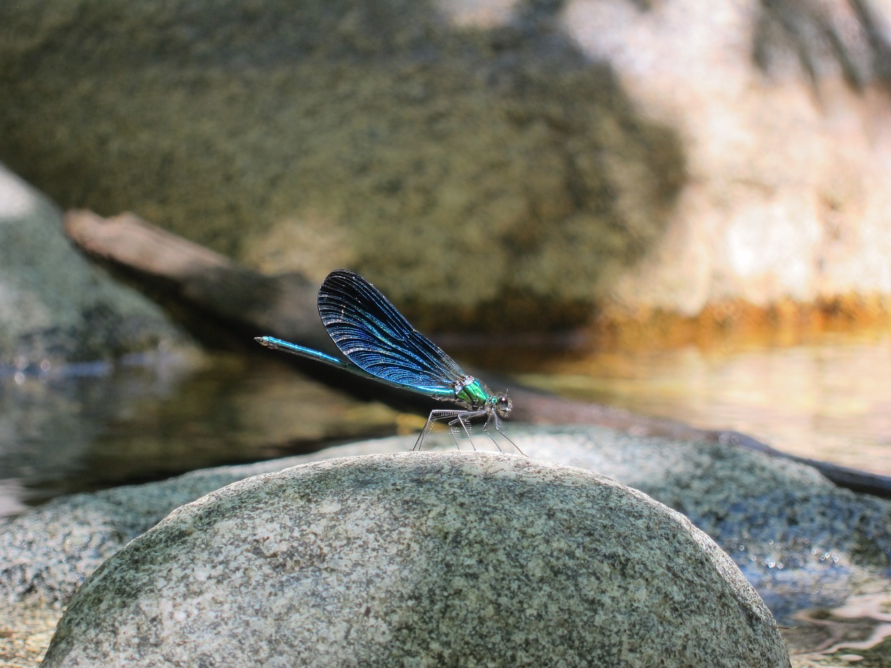 dragonfly river insect free photo