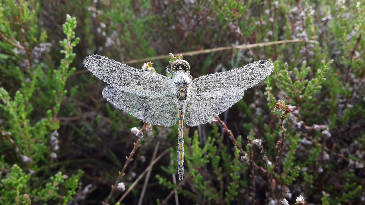 dragonfly dew macro free photo