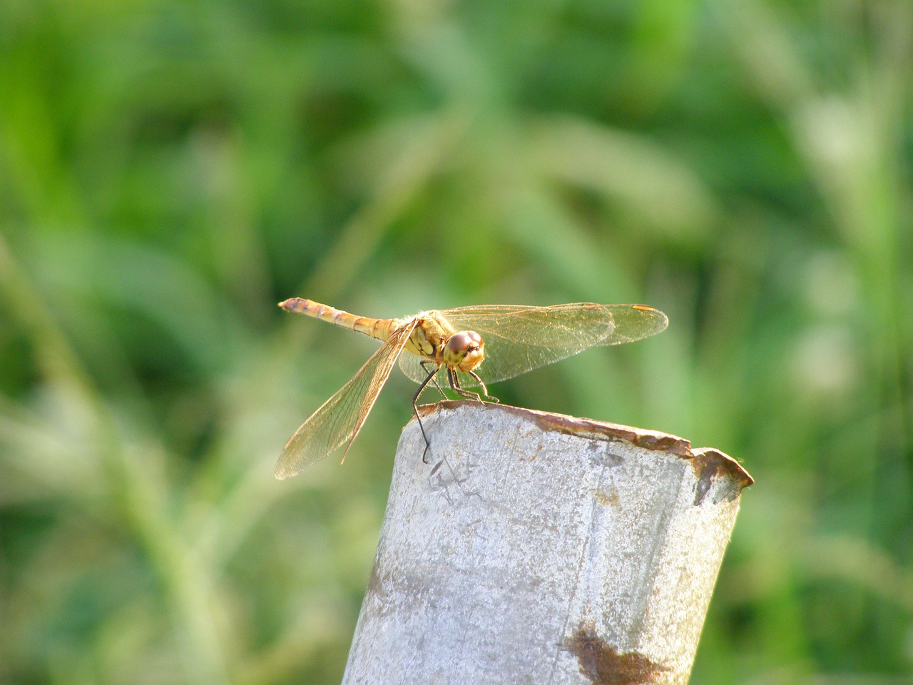 dragonfly nature insects free photo