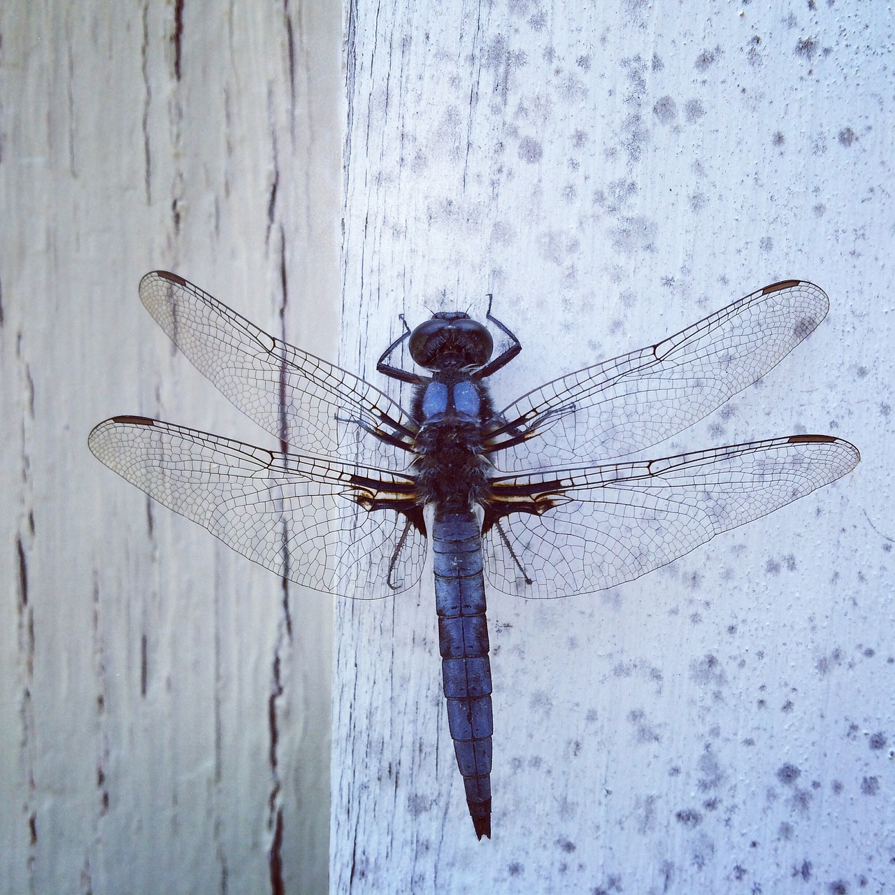 dragonfly insect wing free photo