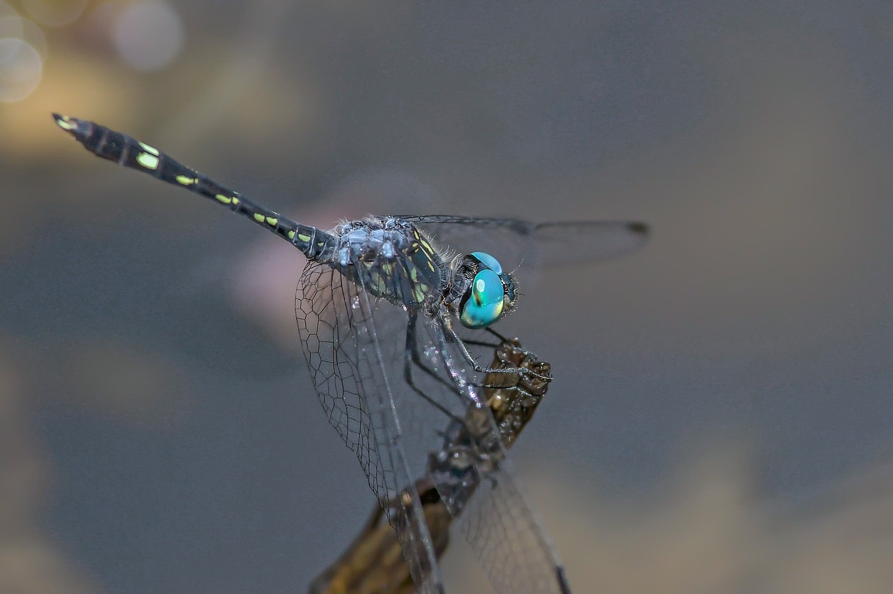 dragonfly insect nature free photo