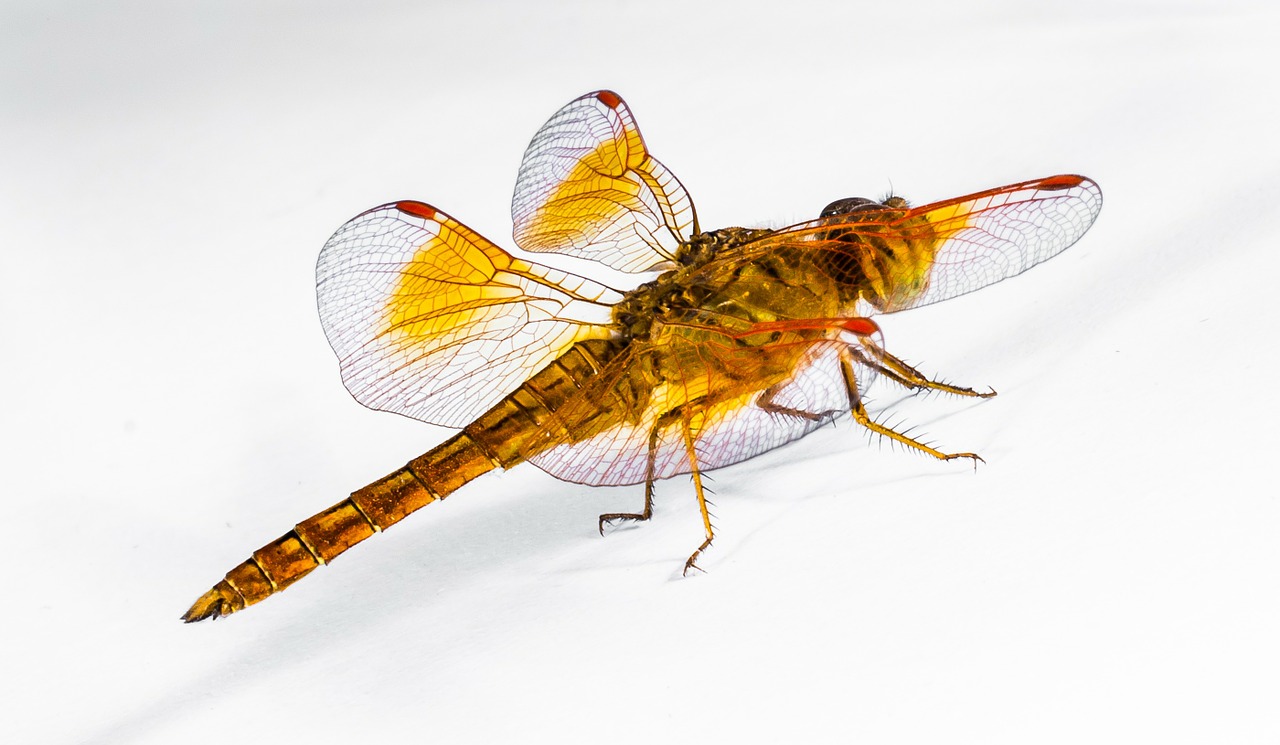 dragonfly insect close free photo