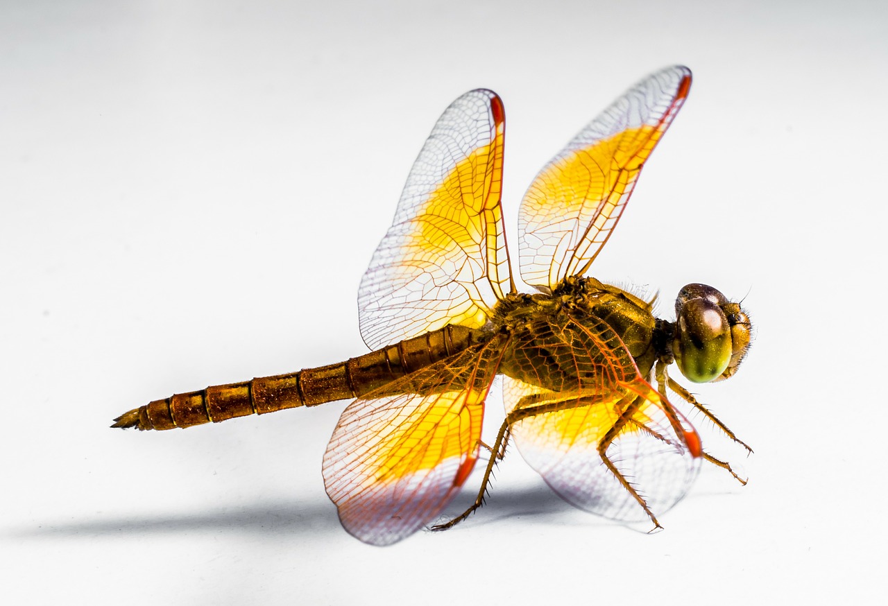 dragonfly insect close free photo