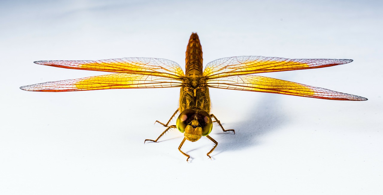 dragonfly insect close free photo