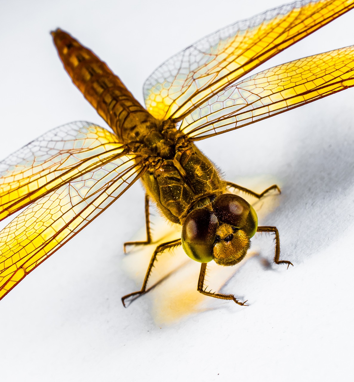 dragonfly insect yellow free photo