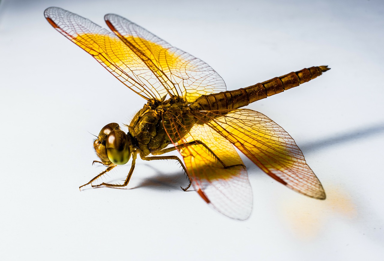 dragonfly insect yellow free photo