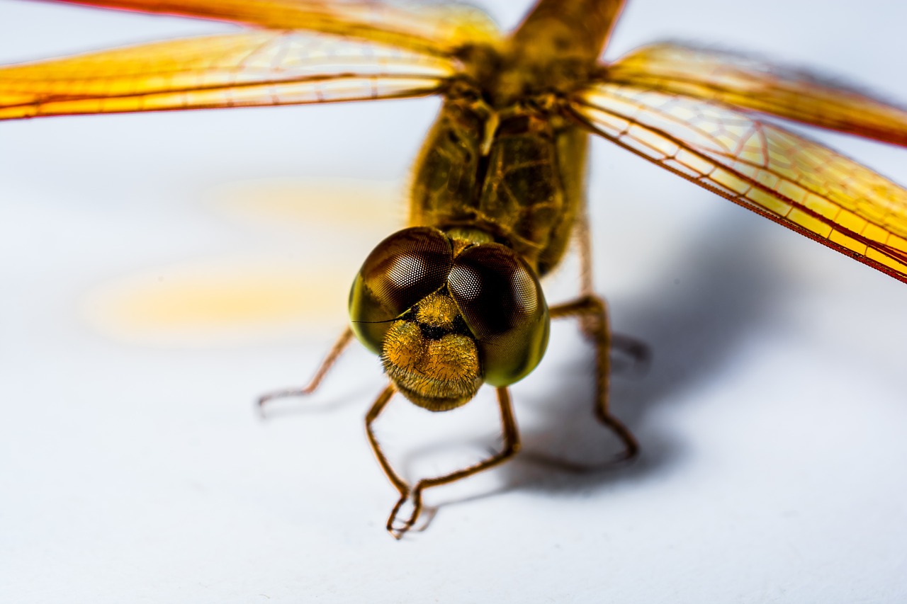 dragonfly insect yellow free photo
