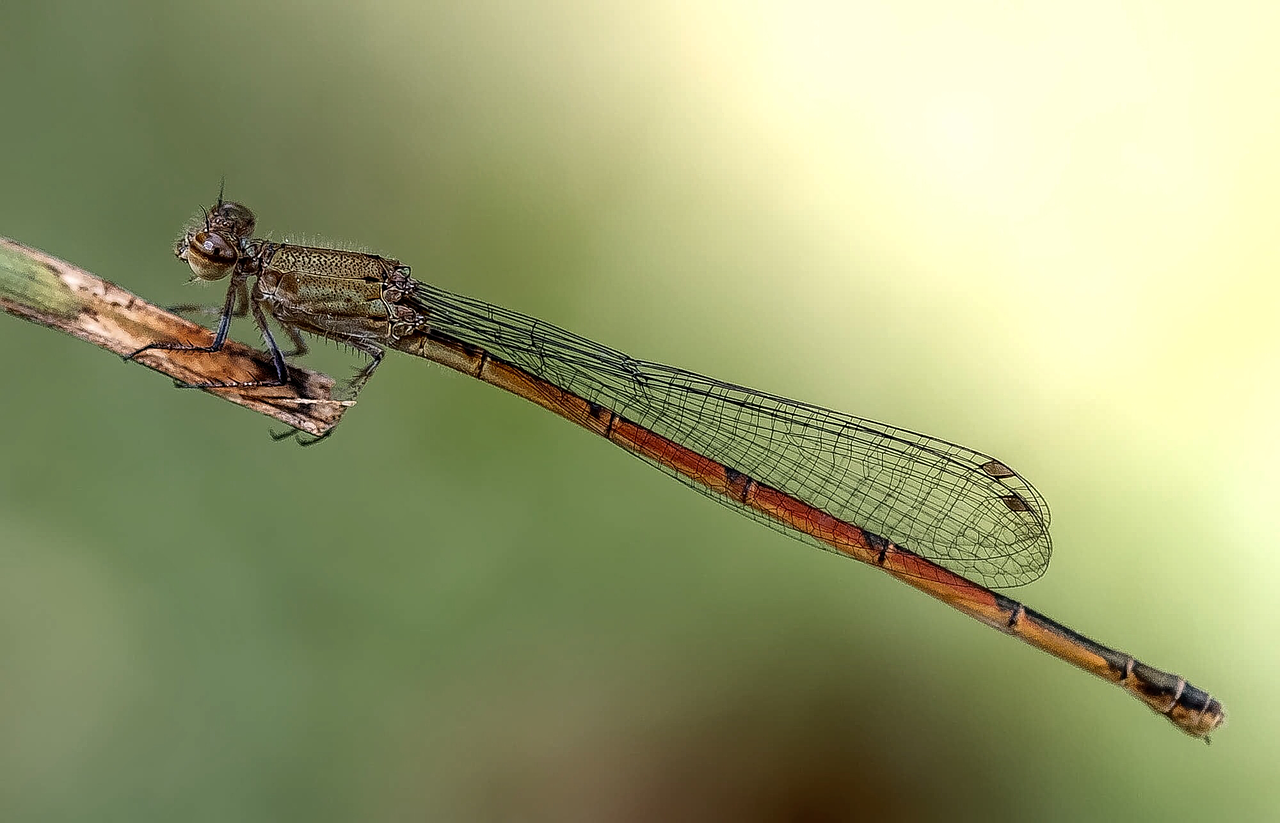 dragonfly insect wildlife free photo