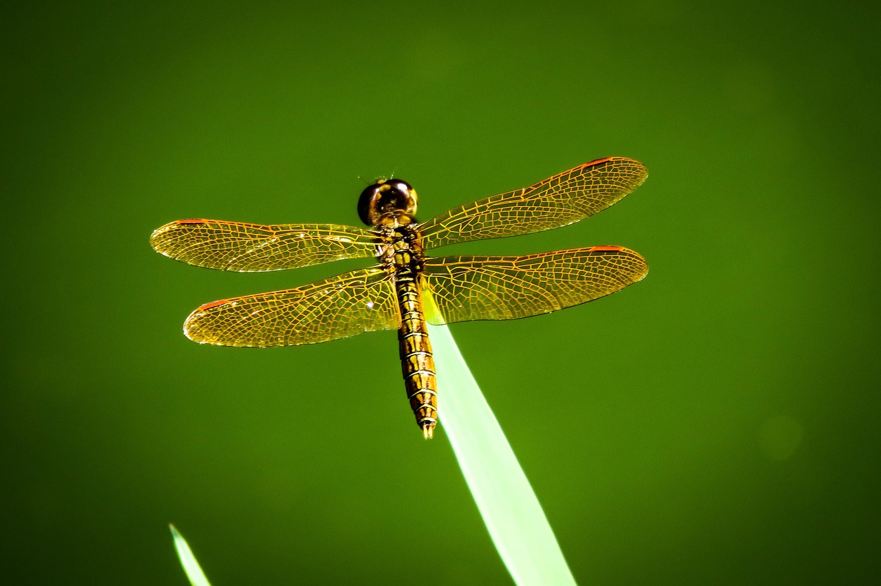 dragonfly insect nature free photo