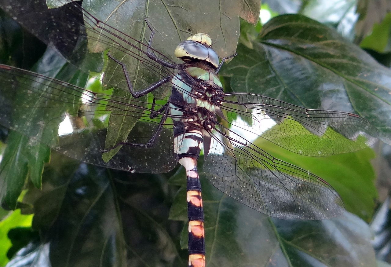 dragonfly common clubtail ictinogomphus rapax free photo