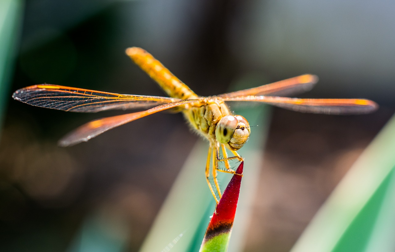 dragonfly insect close free photo