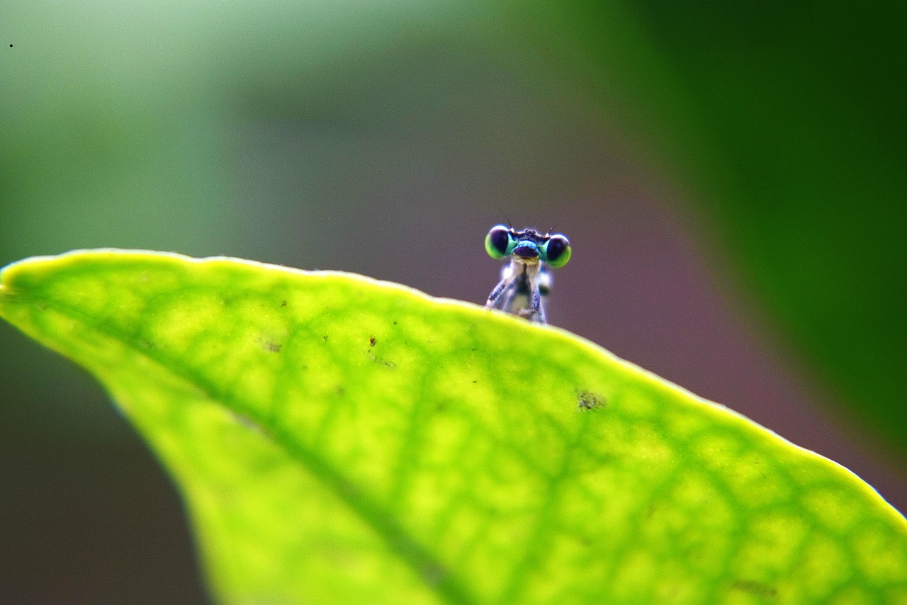 dragonfly insect nature free photo