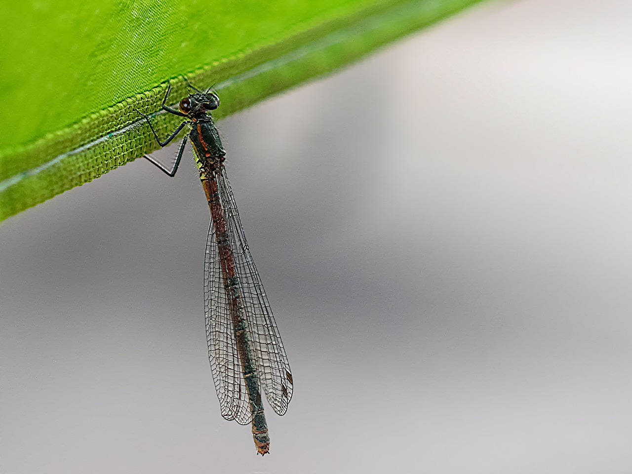 dragonfly animal insect free photo