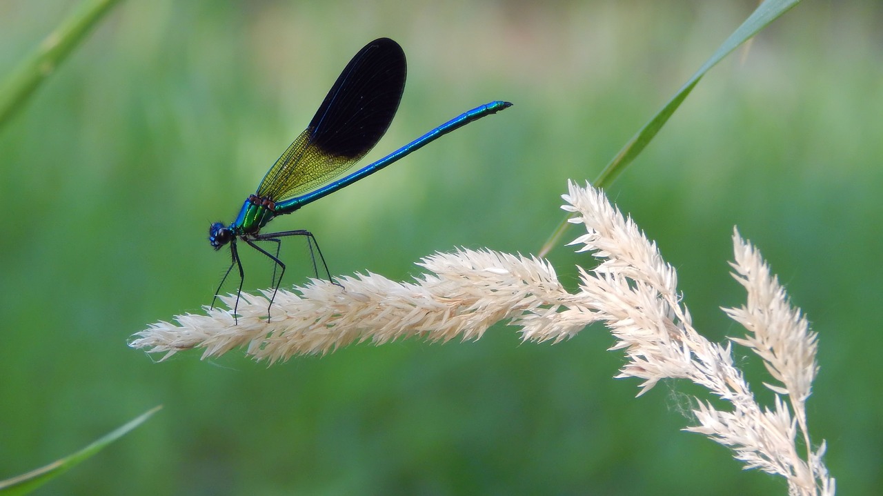 dragonfly nature insect free photo