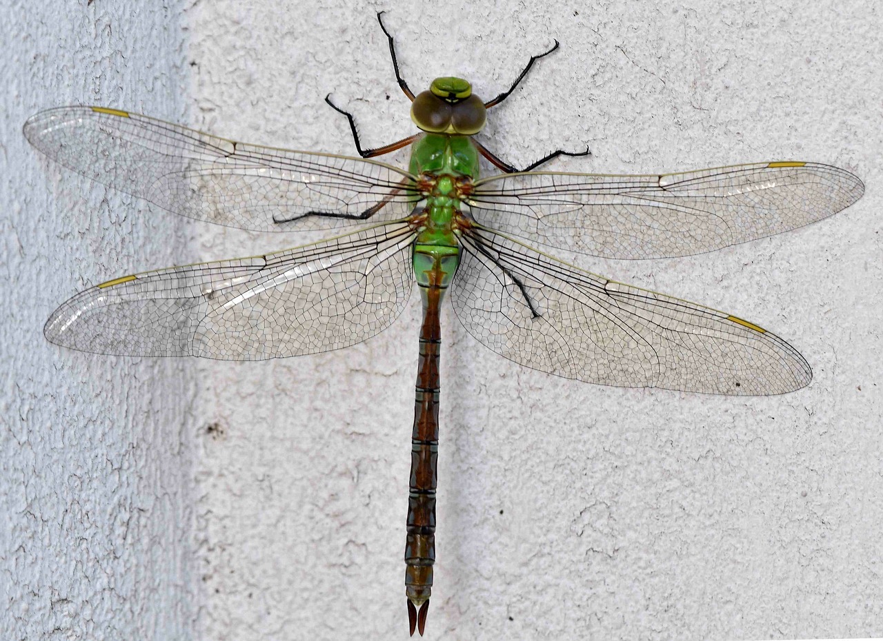 dragonfly  insect  nature free photo