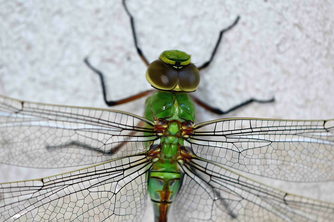 dragonfly  insect  animal free photo