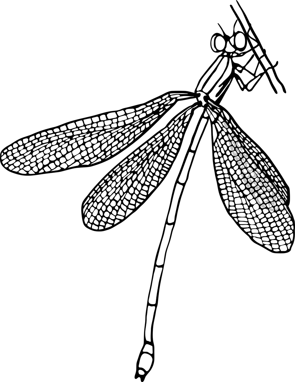 dragonfly  pictured  figure free photo