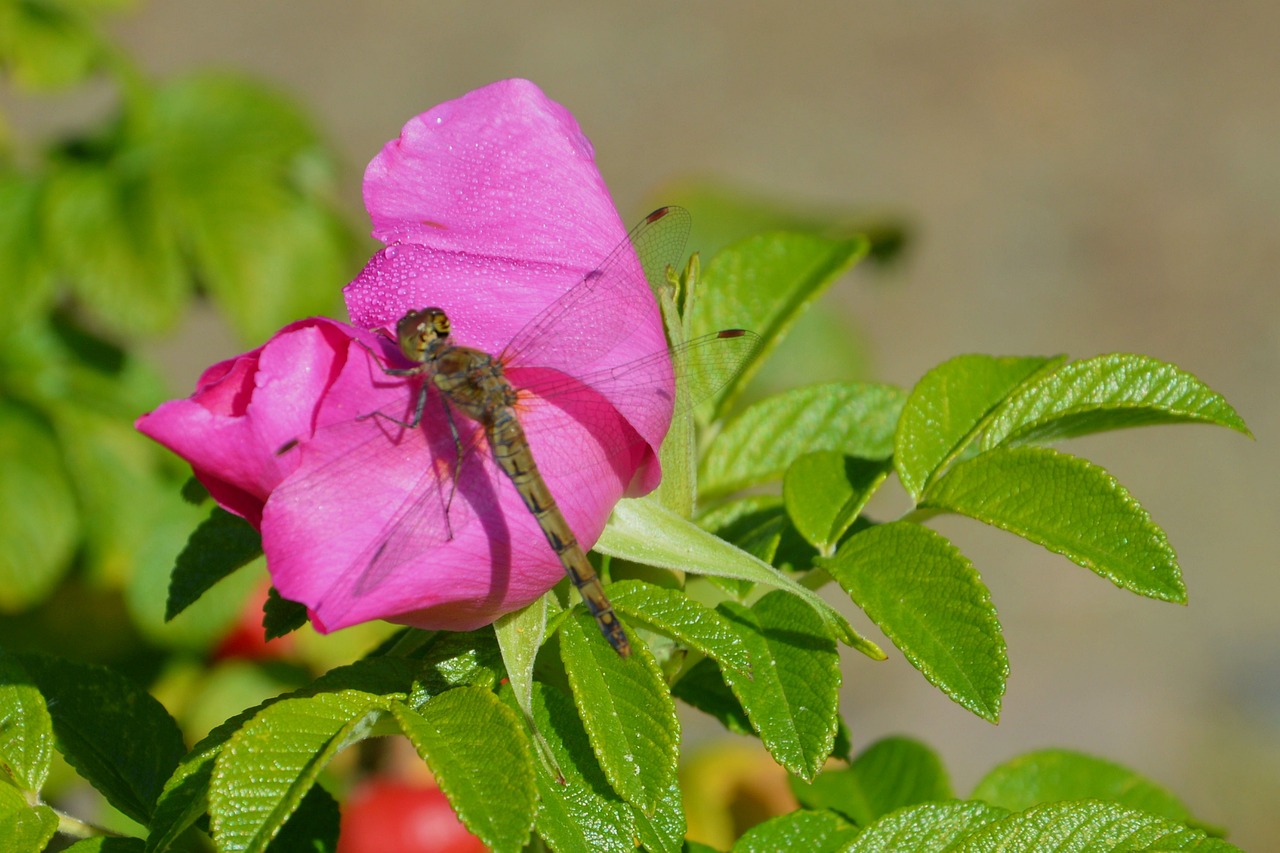 dragonfly  nature  leaf free photo