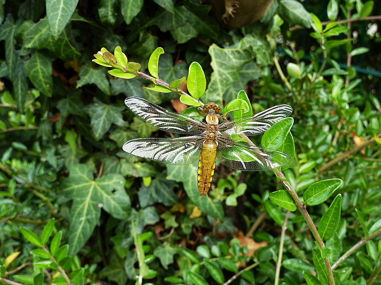 dragonfly  nature  insect free photo