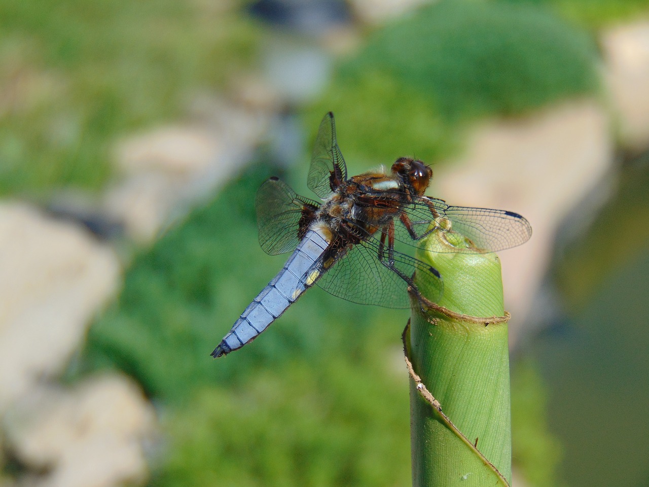 dragonfly  nature  insect free photo