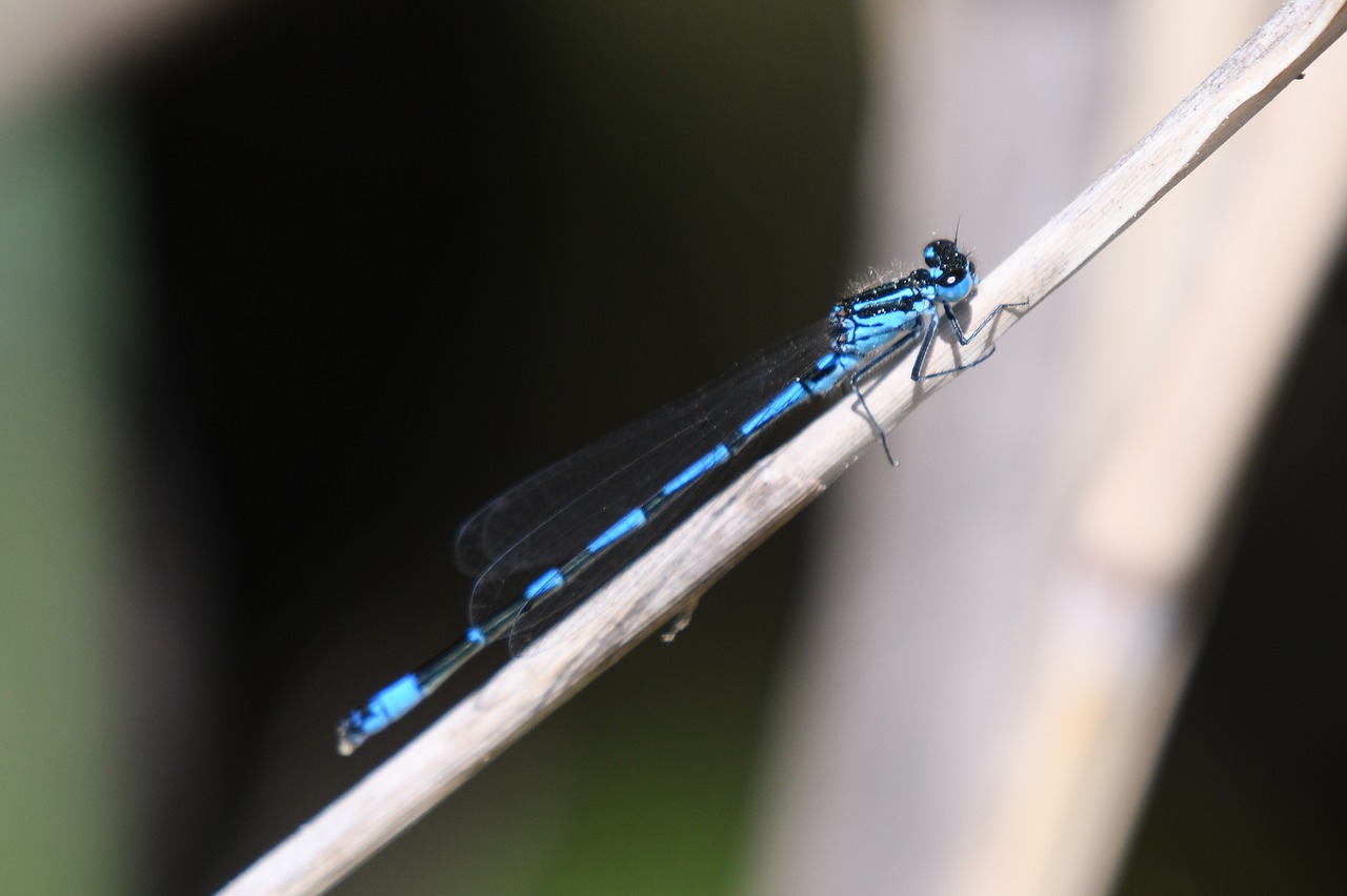 dragonfly  insect  nature free photo