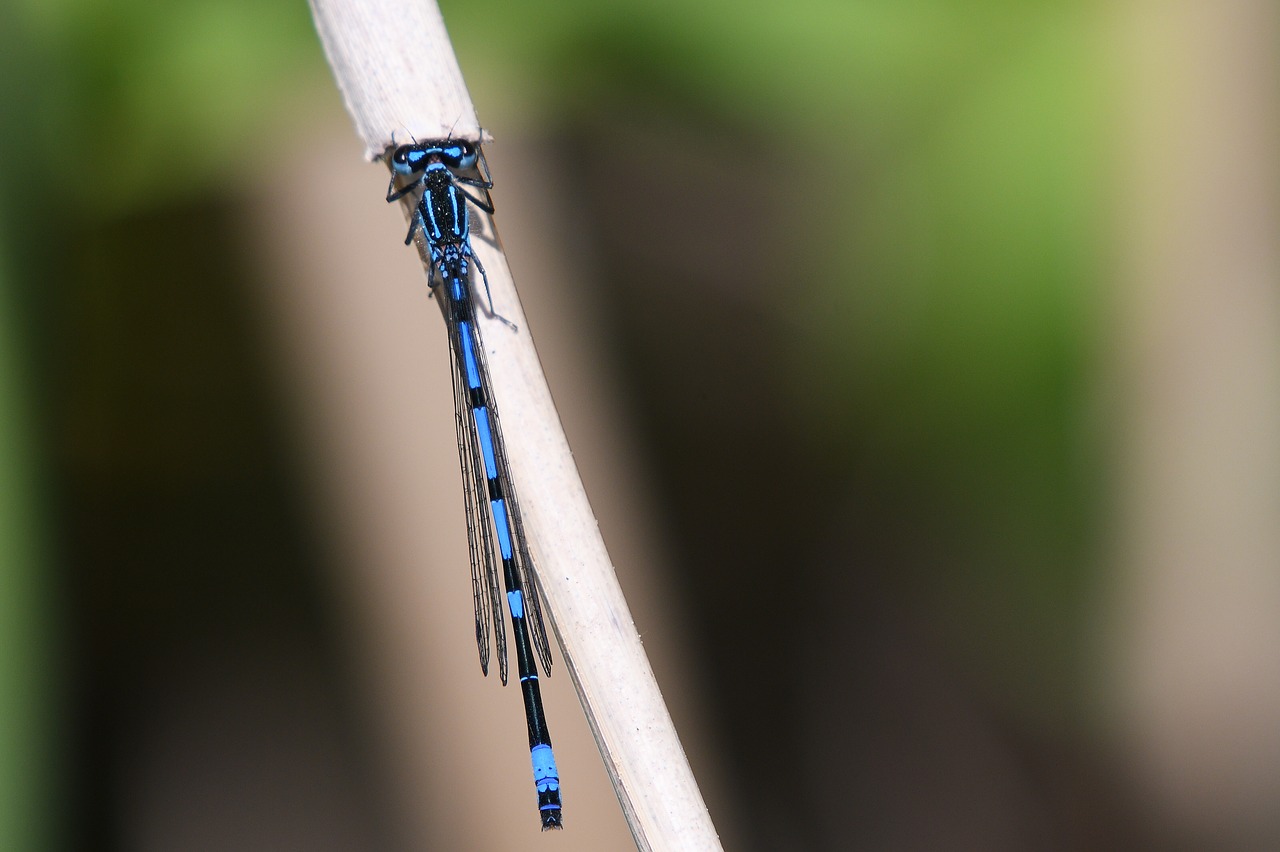 dragonfly  insect  nature free photo