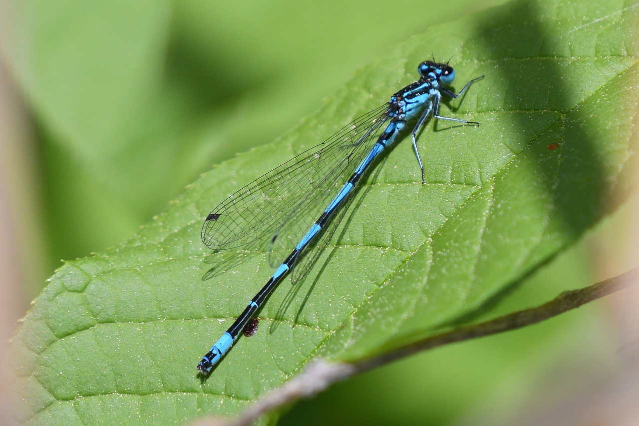 dragonfly  insect  nature free photo