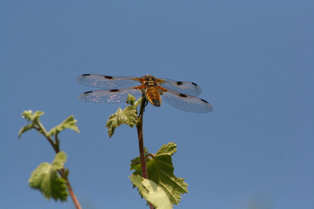 dragonfly nature bug free photo