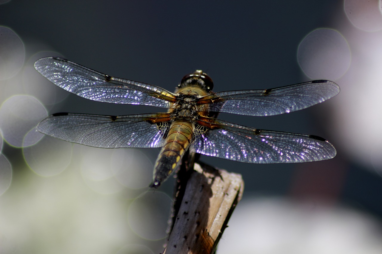 dragonfly  pond  sky free photo