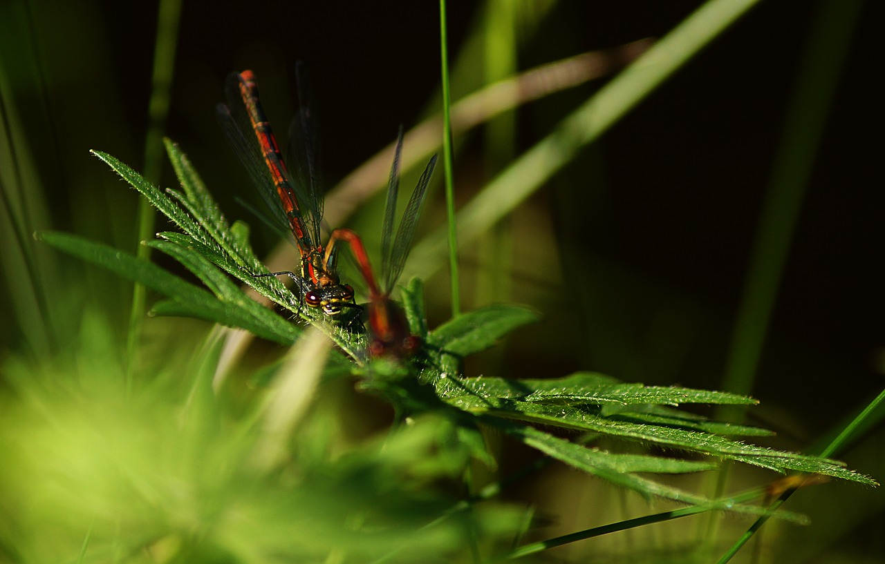 dragonfly  pairing  flight insect free photo