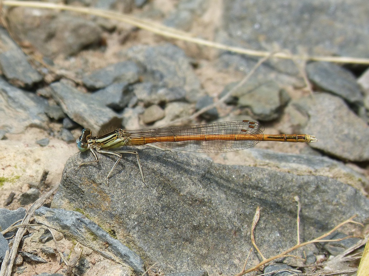 dragonfly  damselfly  coenagrionidae free photo