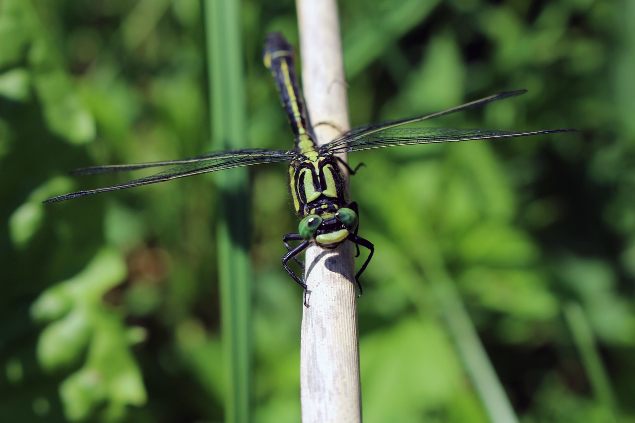 dragonfly  insect  close up free photo