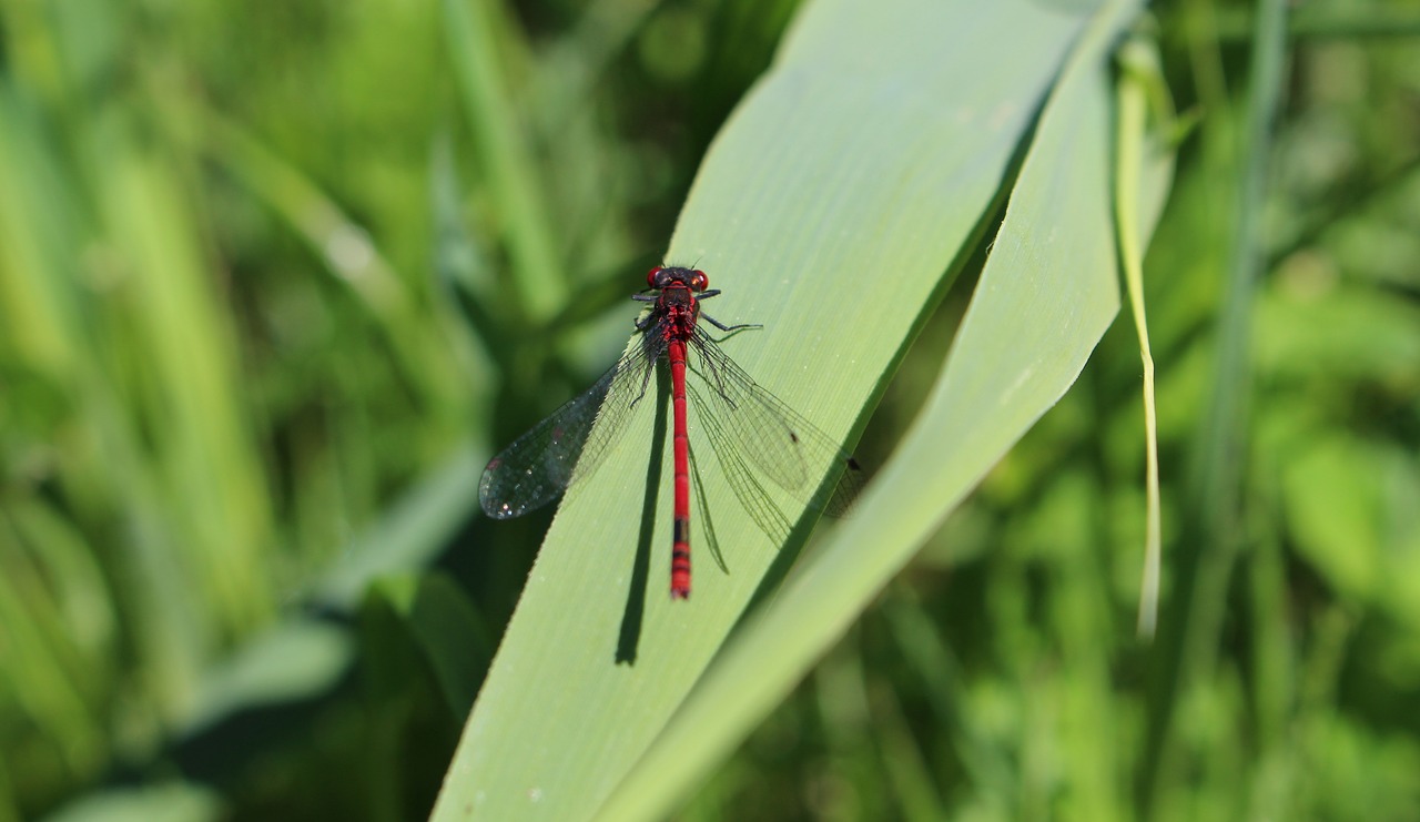 dragonfly  insect  close up free photo