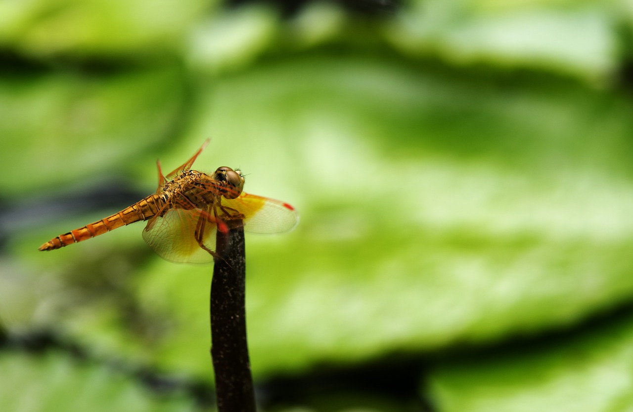 dragonfly  the park  natural free photo