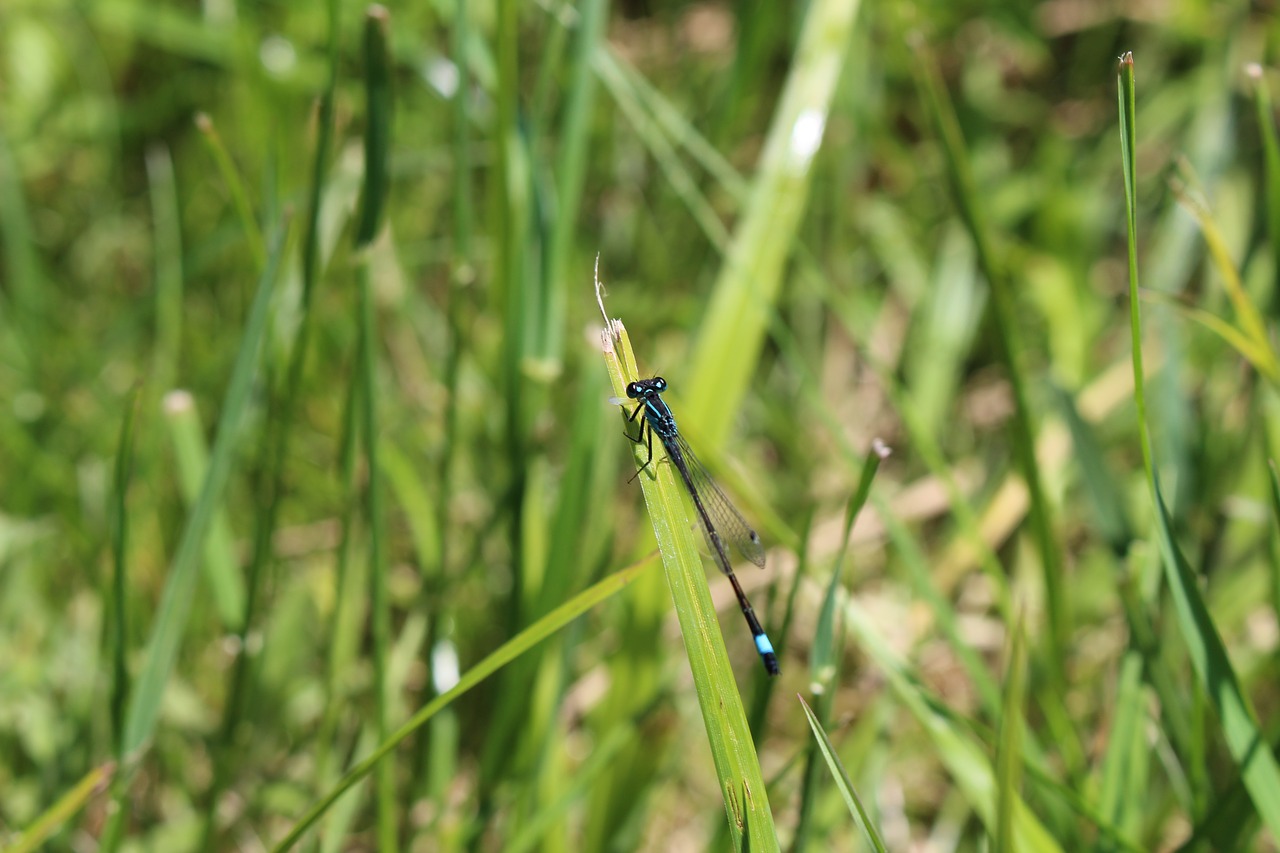 dragonfly  grass  blade of grass free photo