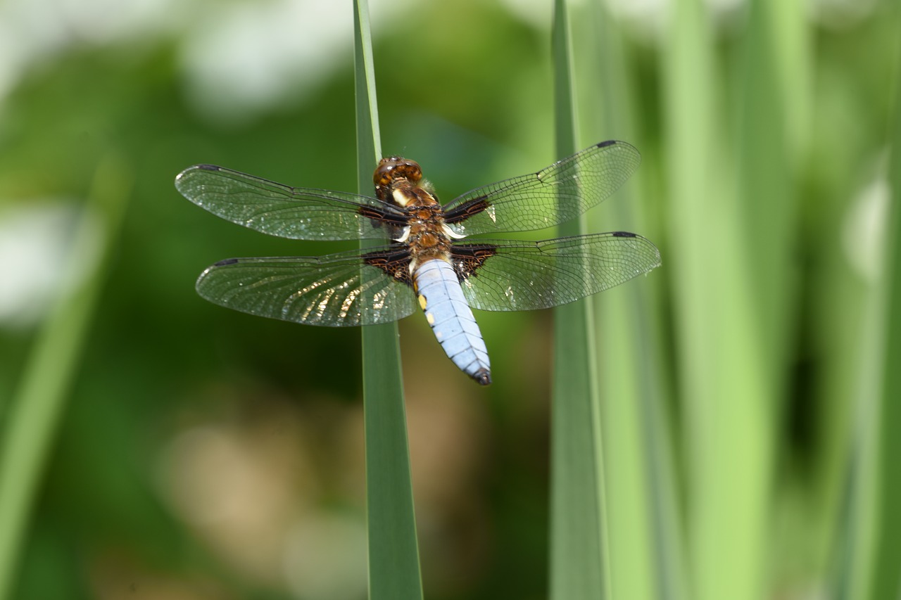 dragonfly  animal  insect free photo