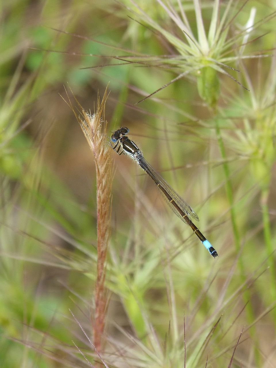 dragonfly  damselfly  ischnura elegans free photo
