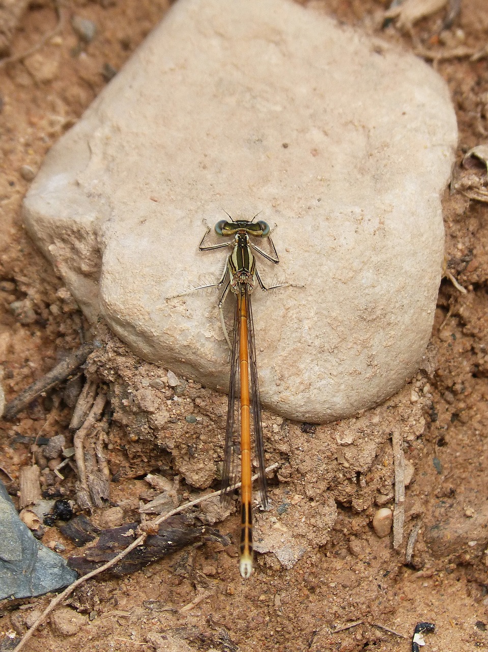 dragonfly  damselfly  platycnemis acutipennis free photo