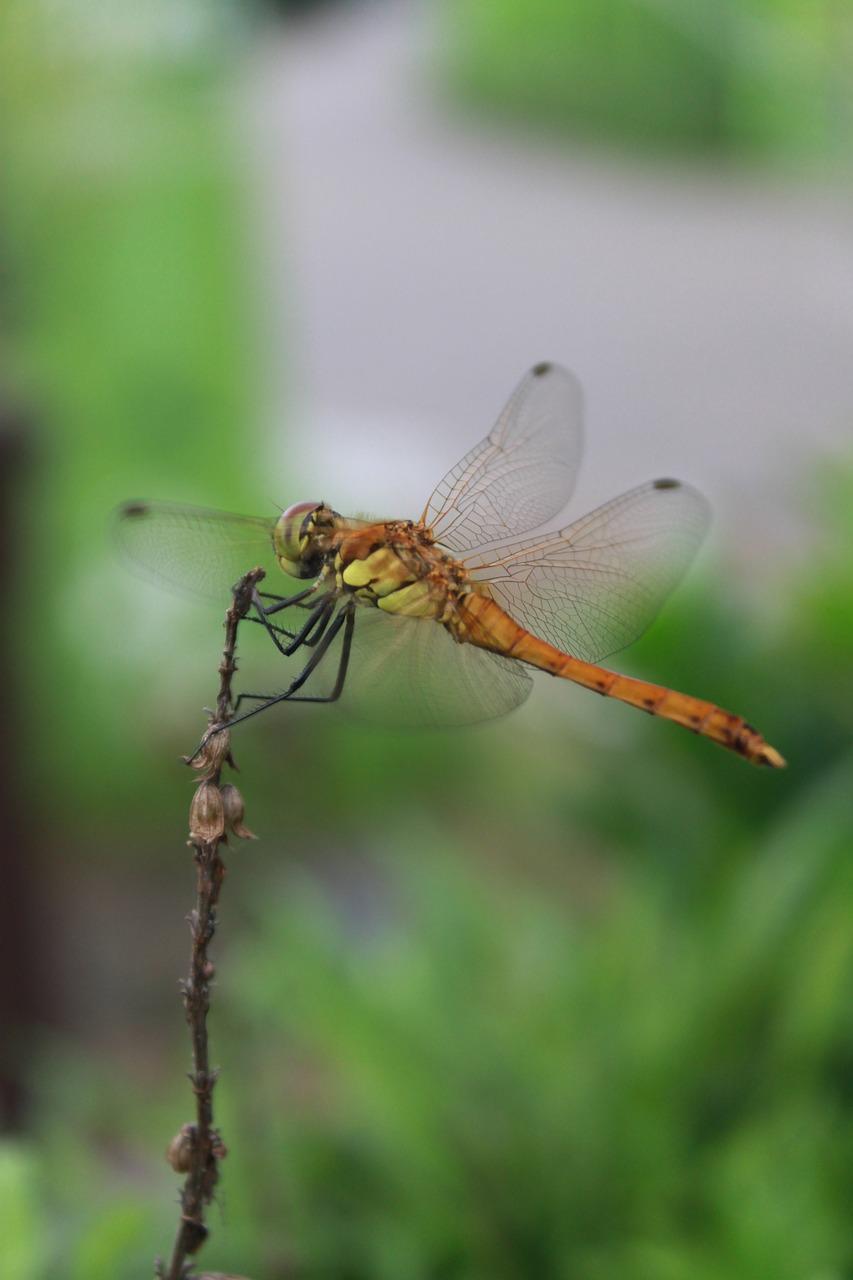 dragonfly  insects  nature free photo